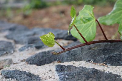 Close-up of small plant growing on rock