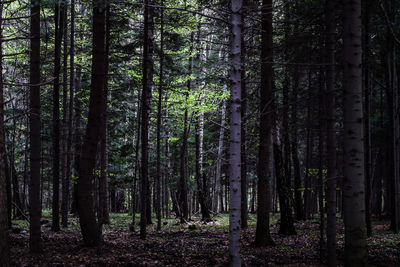 Full frame shot of trees in forest