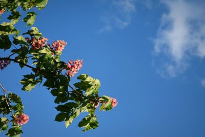 Low angle view of pink flowers against blue sky