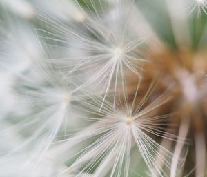 Close-up of dandelion against blurred background