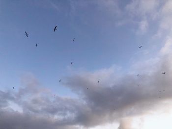 Low angle view of birds flying in sky