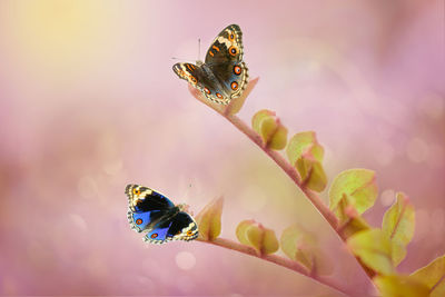 Close-up of butterfly pollinating on flower