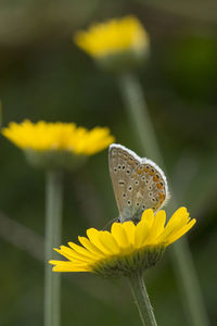 Close-up of butterfly on yellow flower