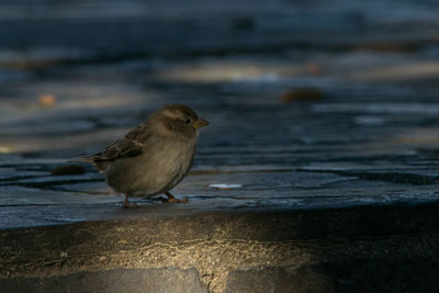 Close-up of bird perching on shore