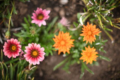 High angle view of flowering plants on field