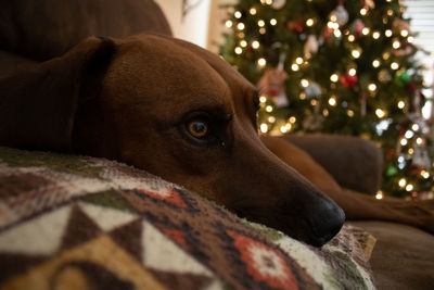 Close-up of dog