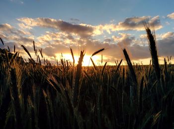 Scenic view of field against cloudy sky