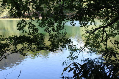 Reflection of trees in calm lake