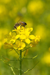 Close up shot of the bee collecting the nectar and pollen from the broccoli plant on a day