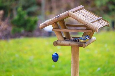 Eurasian blue tit perching on birdhouse with easter egg in back yard