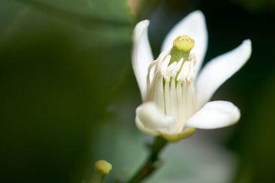 Close-up of white flowering plant