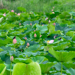 Close-up of flowering plant on field