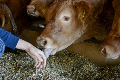 High angle view of person eating food