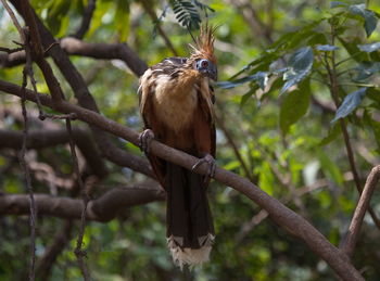 Low angle view of eagle perching on tree