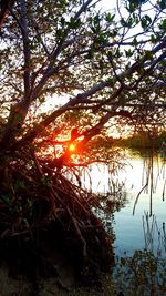 Trees by lake against sky during sunset