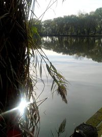 Reflection of trees in lake against sky