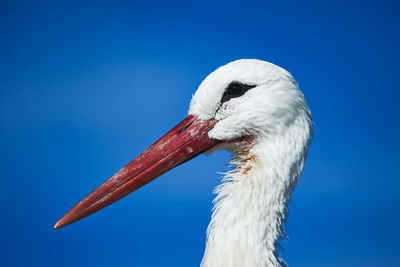 Close-up of bird against clear blue sky