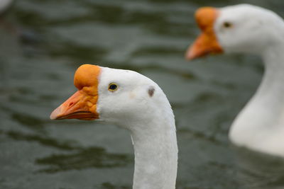 Close-up of duck