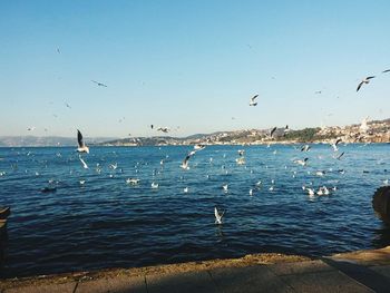 Seagulls flying over sea against sky