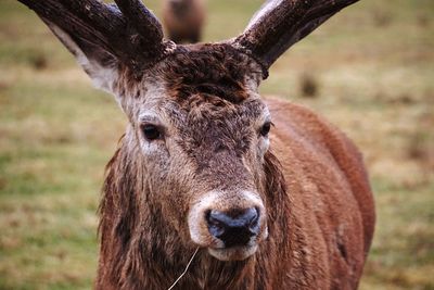 Close-up portrait of goat on field