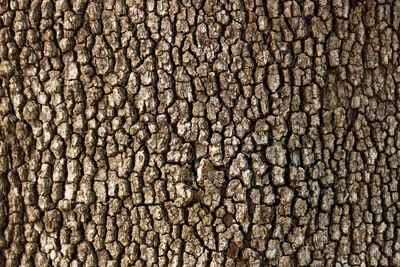 Old wood tree texture pattern background in sunny day