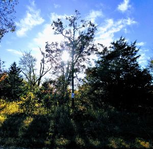 Scenic view of trees and forest against sky