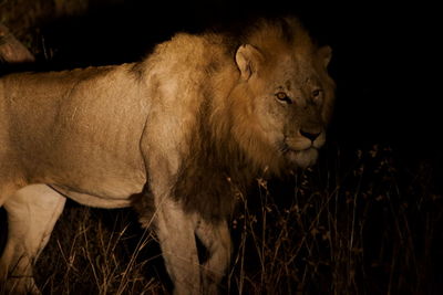Lion, kruger national park, south africa