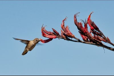 Low angle view of birds flying against blue sky