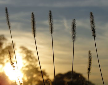 Close-up of plants against sky during sunset