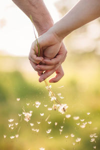 Cropped hands of couple holding dandelion