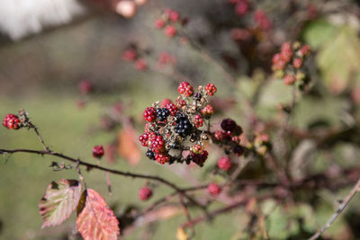 Close-up of red berries on tree