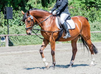 Horse riding horses