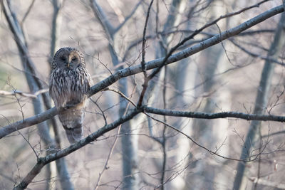 Isolated ural owl perching somewhere in a forest in poland