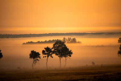 Trees on field against sky during sunset