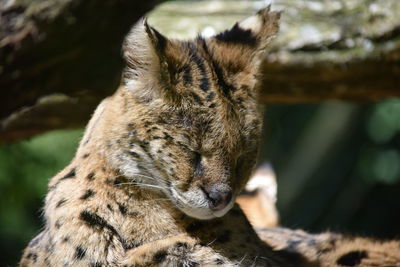 Close-up of cat