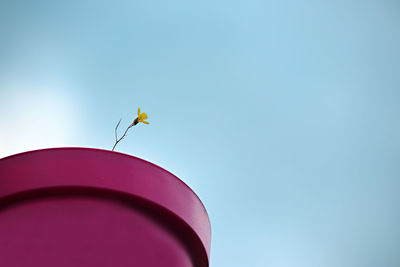 Low angle view of bird flying against clear sky