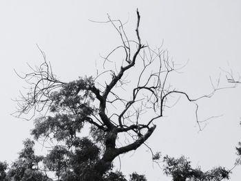 Low angle view of bare tree against clear sky