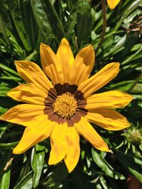 Close-up of yellow flower