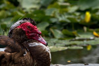 Side view of duck on lake