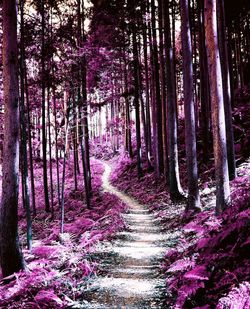 Footpath amidst trees in forest