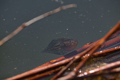 Close-up of frog swimming in lake