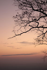 Silhouette bare tree against sky during sunset