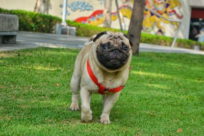 Portrait of a dog