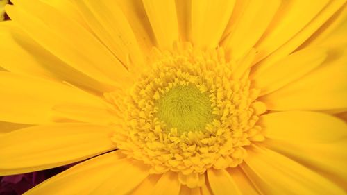 Close-up of yellow flower blooming outdoors
