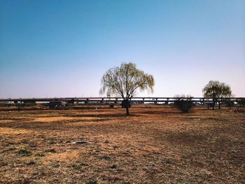 Bare trees on landscape against clear sky