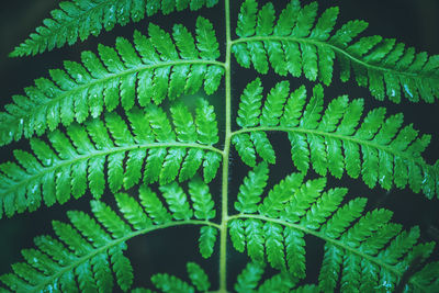 Full frame shot of fern leaf