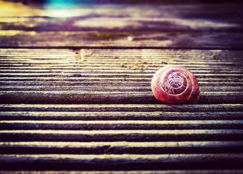 Close-up of snail on wood