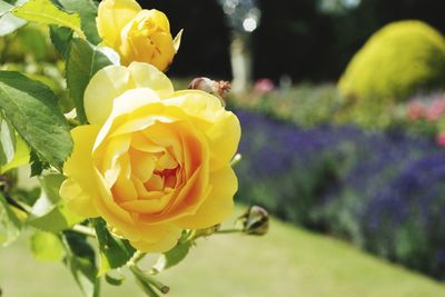 Close-up of yellow rose flower