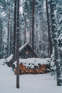 Snow covered trees in forest