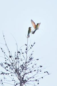Low angle view of bird flying against sky